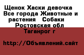 Щенок Хаски девочка - Все города Животные и растения » Собаки   . Ростовская обл.,Таганрог г.